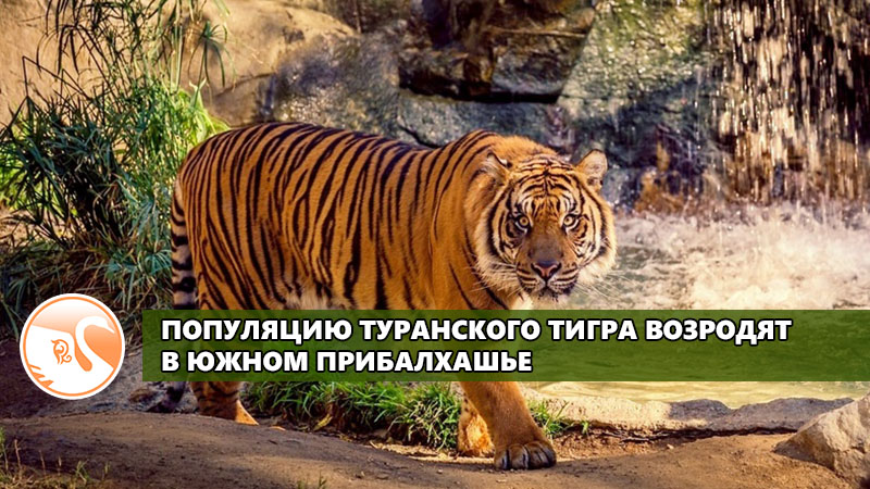 Turan_tiger